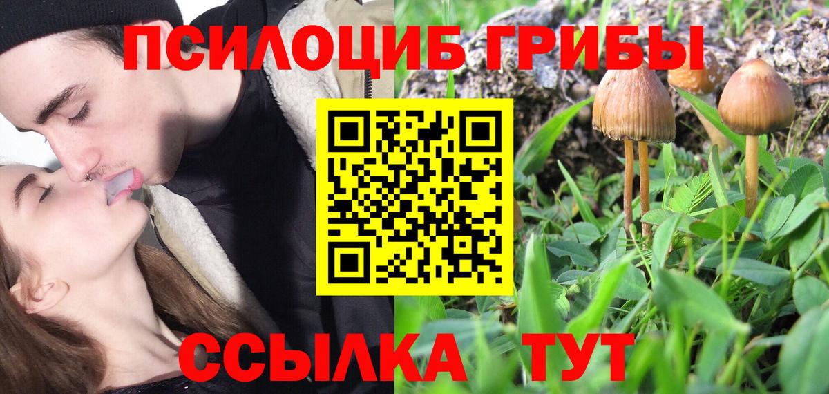 где продают наркотики  Галлюциногенные грибы Psilocybine cubensis  Мурино  Вход с VPN  Псилоцибиновые грибы GOLDEN TEACHER 